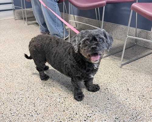 Photo of Gwen, adoptable senior Poodle (Miniature) in Miami, Florida