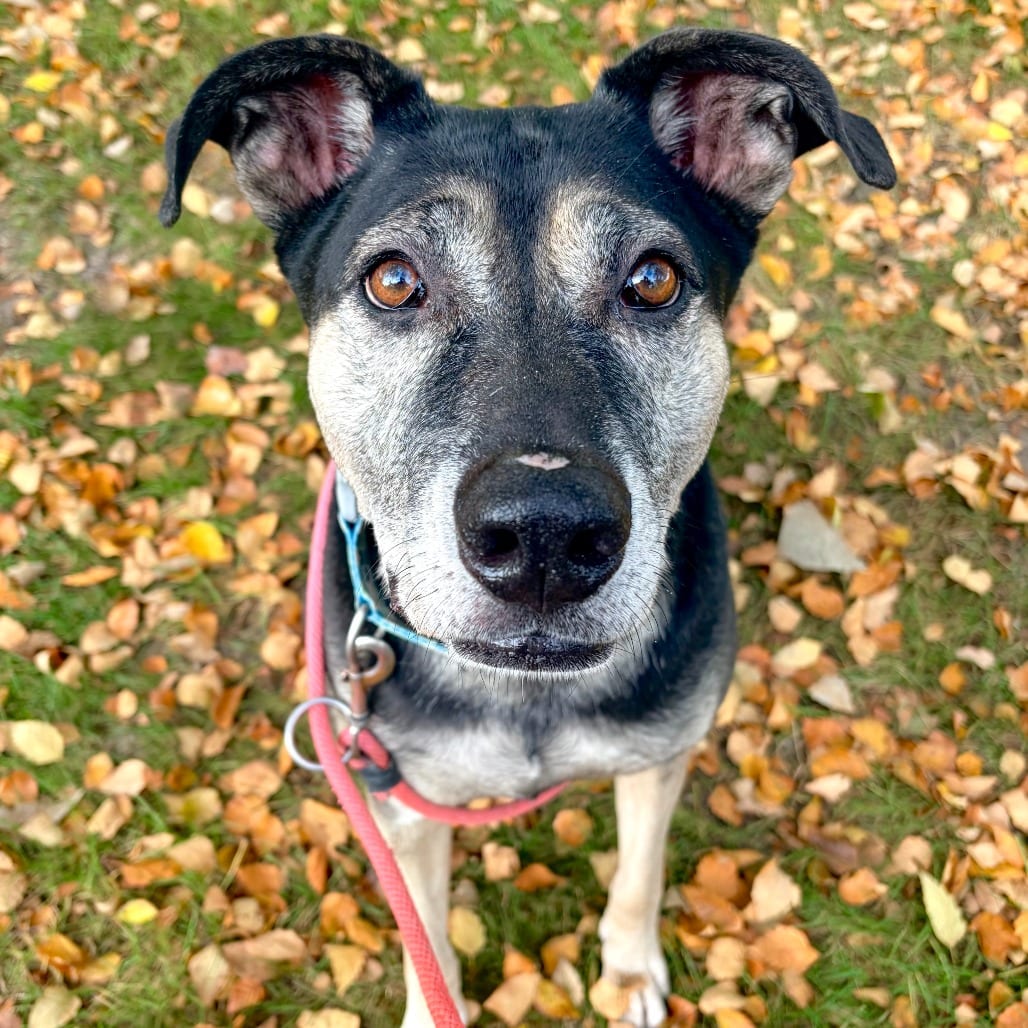 Photo of Briggs, adoptable senior Mixed Breed (Medium) in Grand Rapids, Michigan