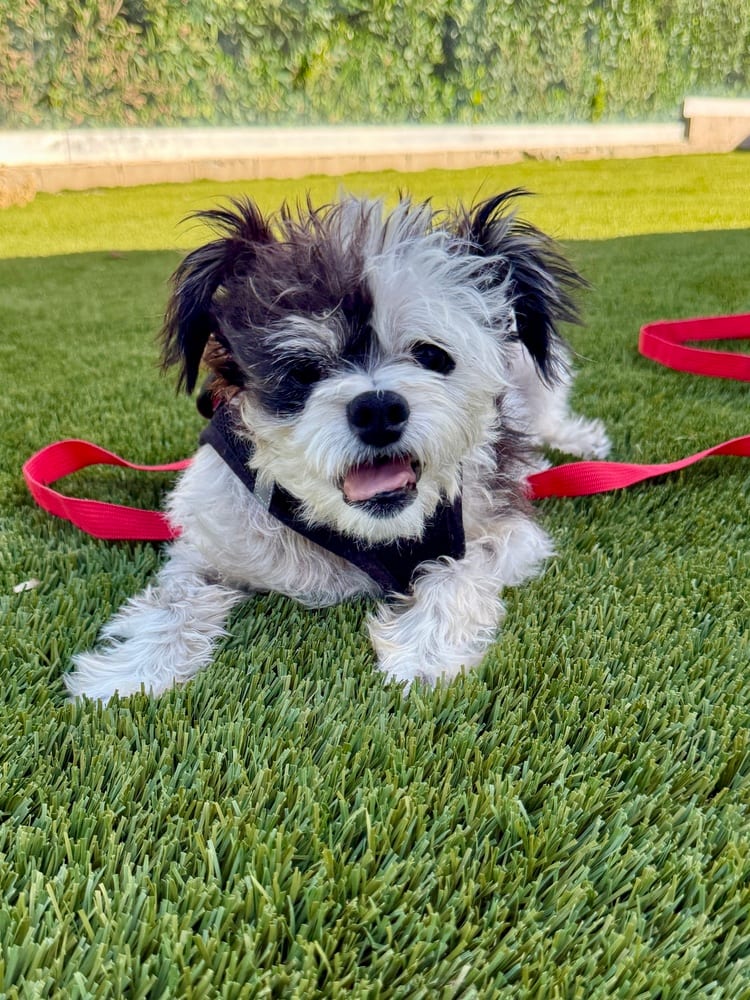Photo of Ruthie, adoptable senior Terriers (Small) in Eugene, Oregon