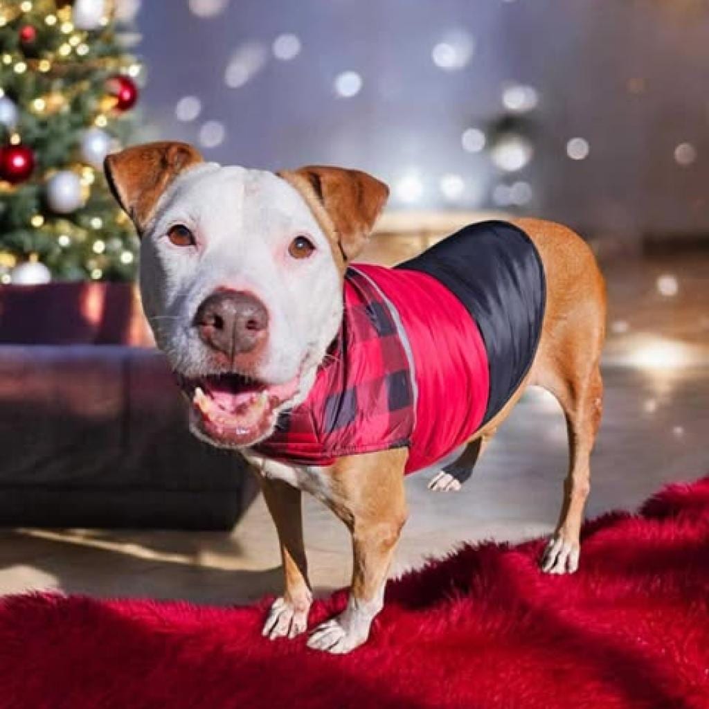 Photo of Zina, adoptable senior Terrier, Pit Bull / Mixed Breed (Medium) in Weatherford, Texas