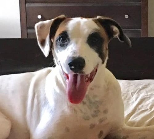 Photo of Tate, adoptable senior Boxer in Roswell, Georgia