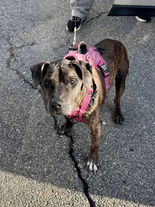 Photo of Rolex, adoptable senior American Pit Bull Terrier in Brewster, New York