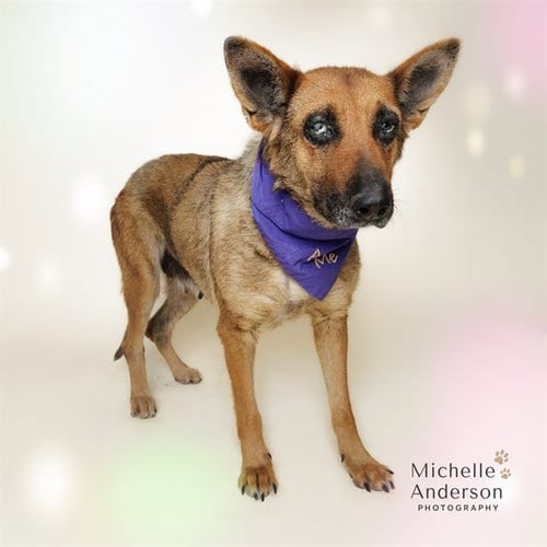 Photo of Lady, adoptable senior German Shepherd Dog in Corona, California