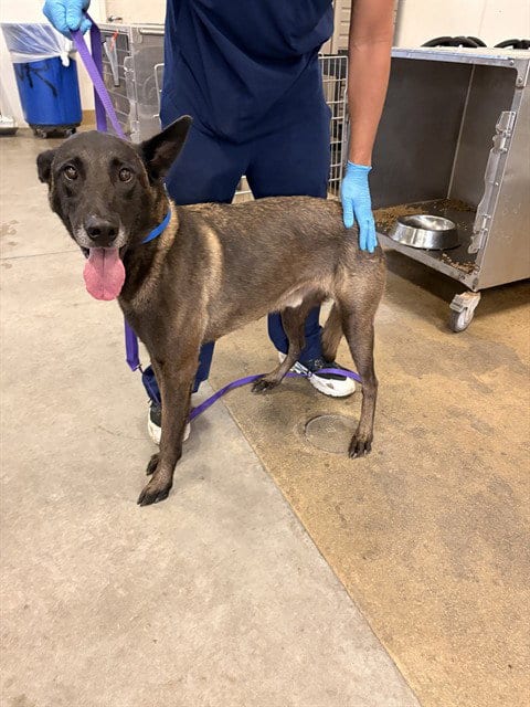 Photo of Caillou, adoptable senior Belgian Shepherd Malinois in Riverside, California