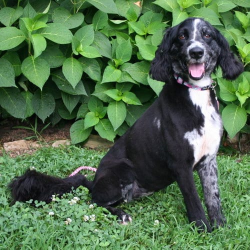 Photo of Marley Girl, adoptable senior Australian Shepherd in Franklin, Tennessee