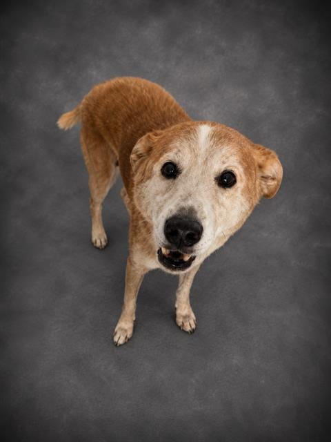 Photo of Lola, adoptable senior Labrador Retriever in Winter Haven, Florida