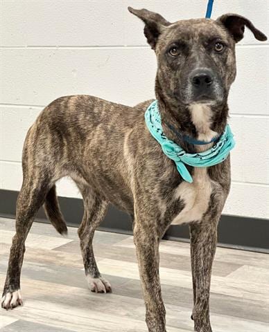 Photo of Jojo, adoptable senior Dutch Shepherd in Lufkin, Texas