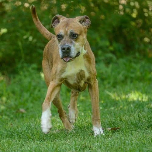 Photo of Lilo, adoptable senior Bulldog in Brick, New Jersey