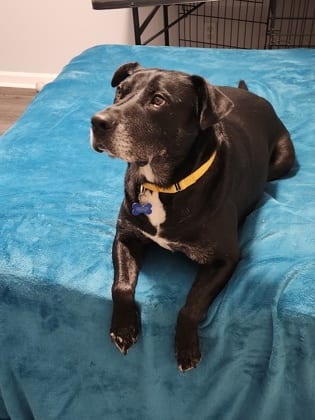 Photo of Hayden - IN FOSTER, adoptable senior dog in Chamblee, Georgia