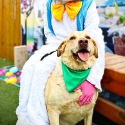 Photo of Old Yeller JuM, adoptable senior Chesapeake Bay Retriever Labrador Retriever in Richfield, Minnesota