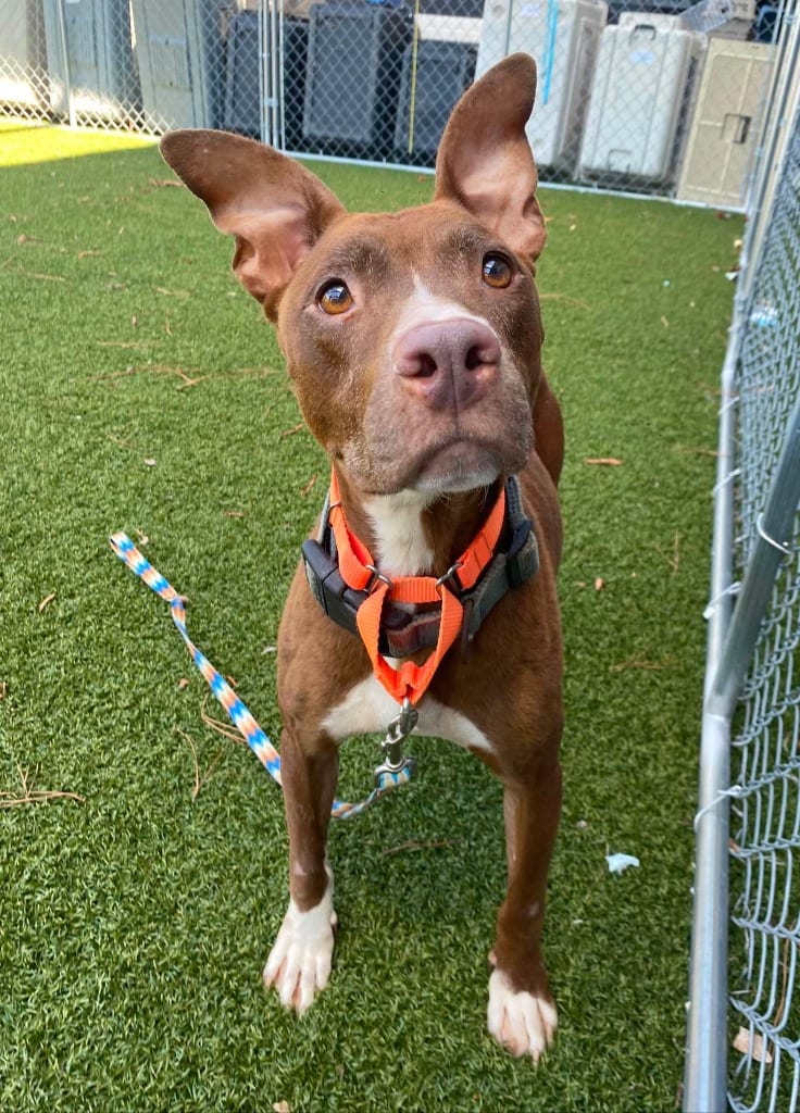Photo of Bambi, adoptable senior Pit Bull Terrier in Hartsville, South Carolina