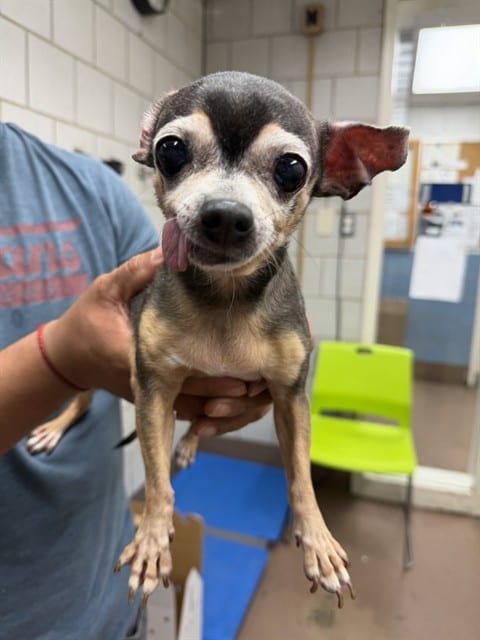 Photo of Cookie, adoptable senior Chihuahua - Smooth Coated in Chicago, Illinois