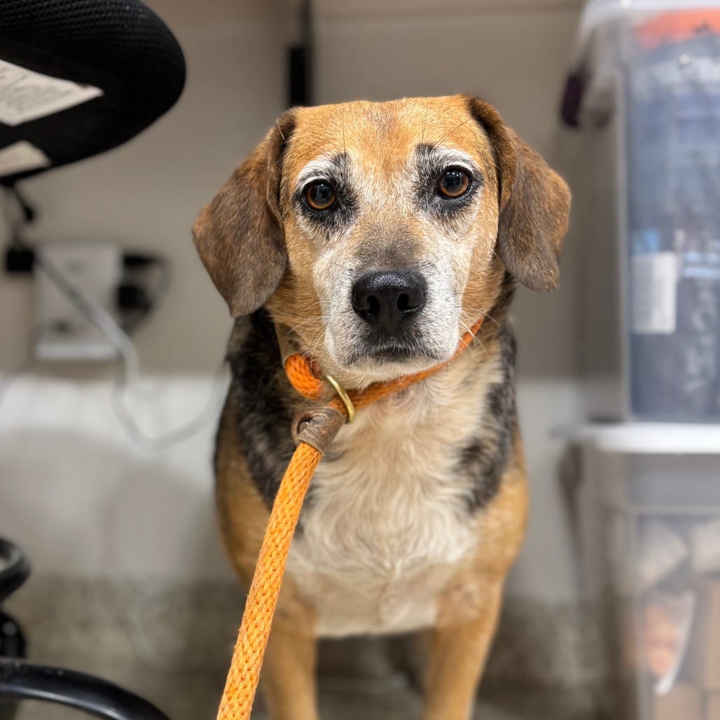 Photo of Brutus, adoptable senior Beagle in Nashville, Indiana