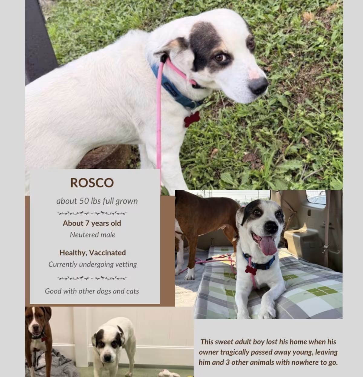 Photo of Rosco, adoptable senior Mixed Breed (Medium) in Westwood, New Jersey