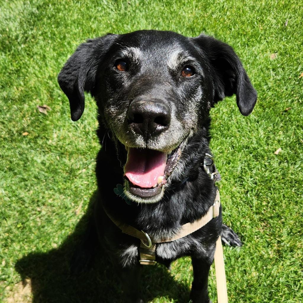 Photo of Sherlock, adoptable senior Retriever, Labrador / Mix in Kanab, Utah