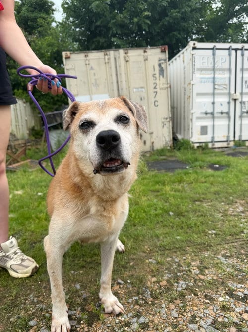 Mae Mae, adoptable senior Shepherd in Jackson, MS