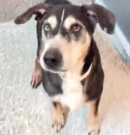 Photo of Charlie, adoptable senior Catahoula Leopard Dog in Houston, Texas