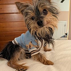 Photo of Sid, adoptable senior Yorkie, Yorkshire Terrier in Wethersfield, Connecticut