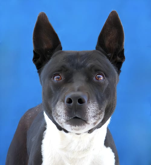 Photo of Harrison, adoptable senior Cattle Dog in Pasadena, California