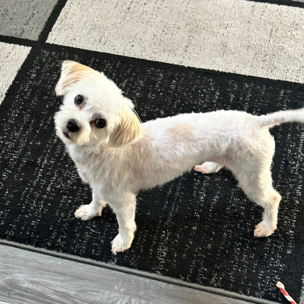 Photo of Krypto, adoptable senior Maltese in Georgia, Georgia