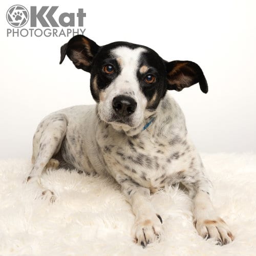 Photo of Pete, adoptable senior Terrier in Crescent, Oklahoma