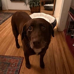 Photo of Montie, adoptable senior Labrador Retriever in Beverly Hills, California