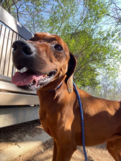 Photo of Opal, adoptable senior Redbone Coonhound in Front Royal, Virginia