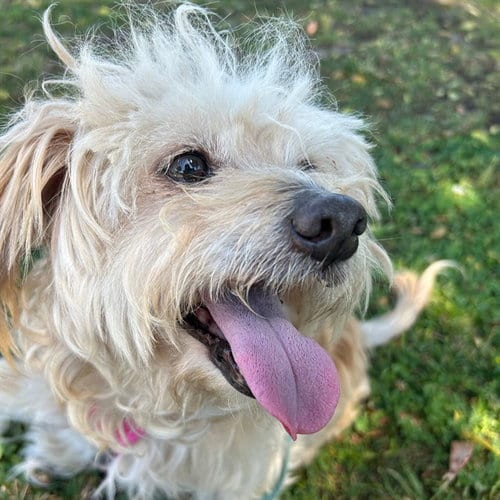 Photo of Miller, adoptable senior Australian Terrier in Alameda, California