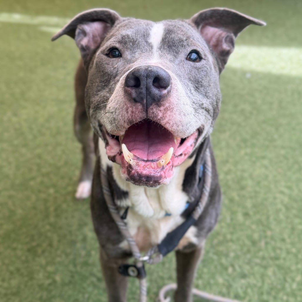 Photo of Blue, adoptable senior Mixed Breed (Medium)