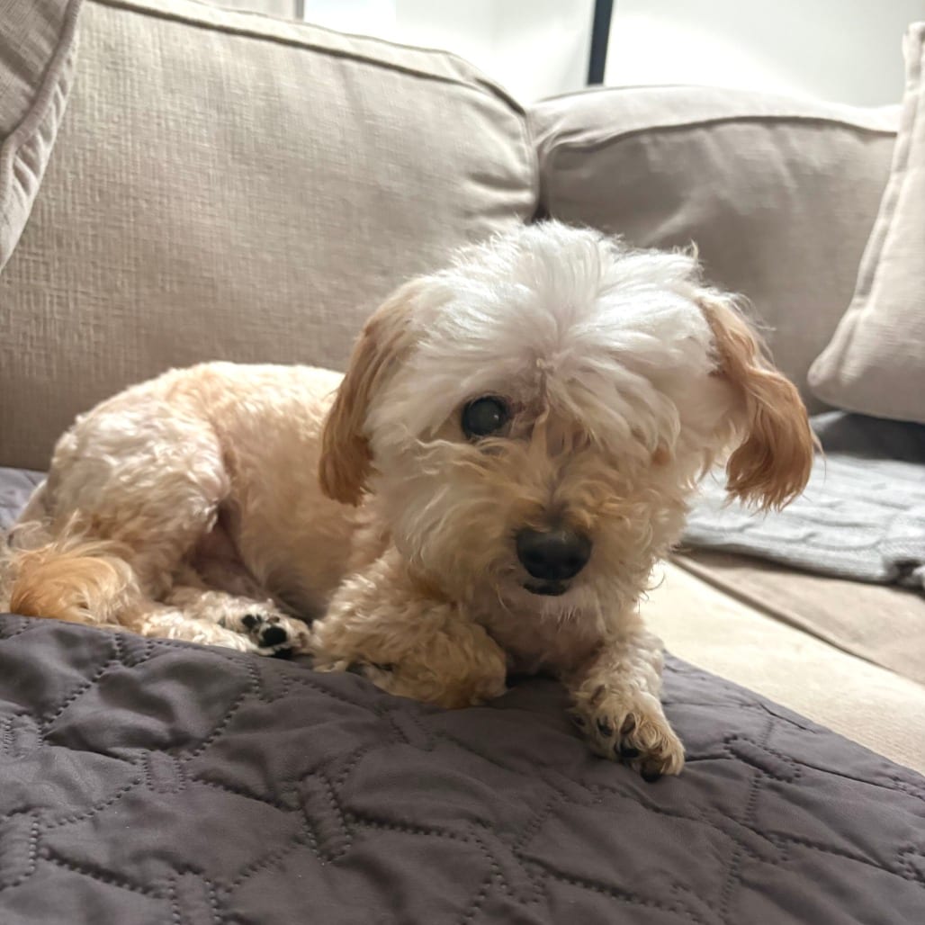 Photo of Walter, adoptable senior Terrier / Mixed Breed (Small) in San Francisco, California