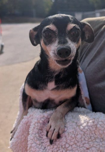 Photo of Jasper, adoptable senior Chihuahua in Killeen, Texas