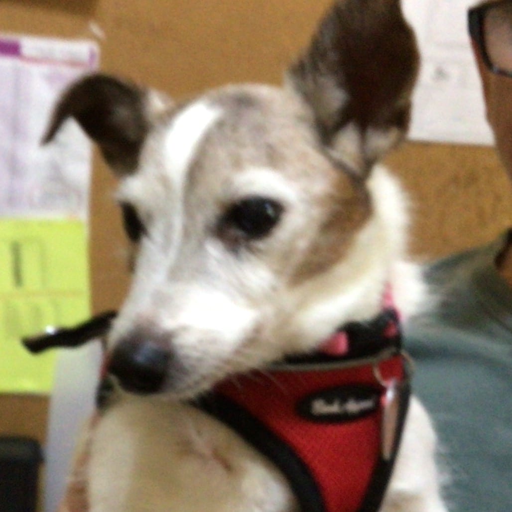 Photo of Bailey, adoptable senior Terrier, Jack Russell