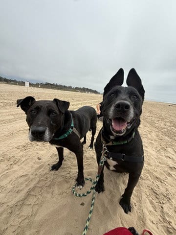 Photo of Steven, adoptable senior Labrador Retriever in Santa Maria, California