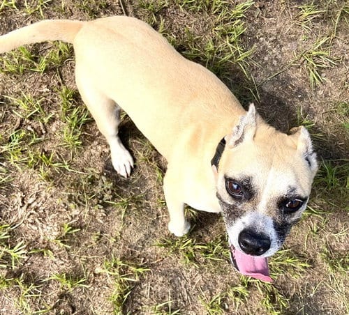 Photo of Isabella, adoptable senior American Pit Bull Terrier in Ocala, Florida