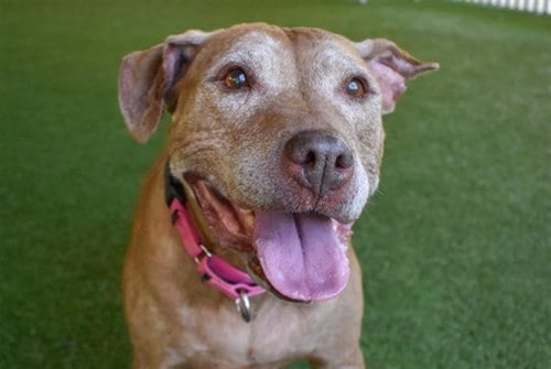 Photo of Goldie, adoptable senior American Bulldog in West Palm Beach, Florida