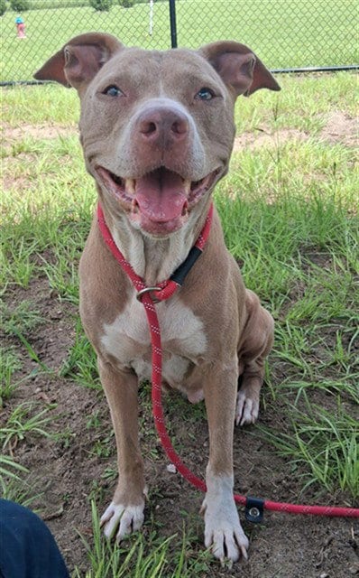 Photo of Hershey, adoptable senior Pit Bull Terrier in Ocala, Florida