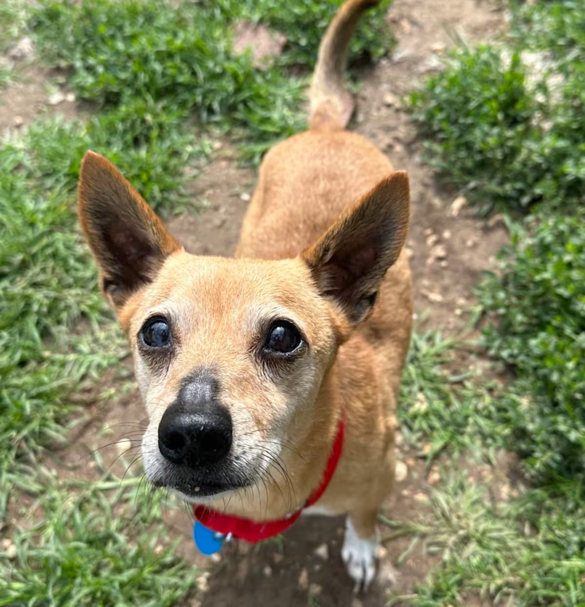 Photo of Bellamy, adoptable senior Chihuahua/Mixed Breed (Medium) in Shawnee, Kansas