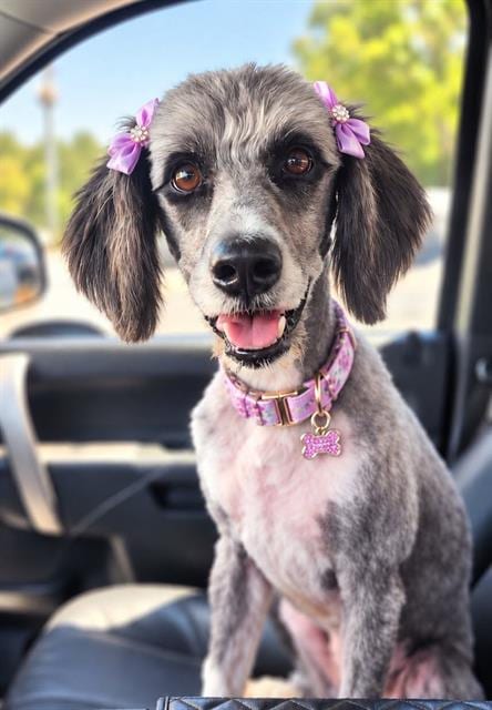 Photo of Sally, adoptable senior Australian Shepherd in Fort Walton Beach, Florida
