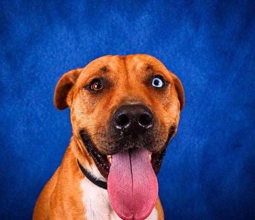 Photo of Chrom, adoptable senior Pit Bull Terrier in Pearland, Texas