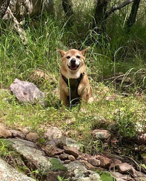 Photo of Chef, adoptable senior Corgi in Tucson, Arizona