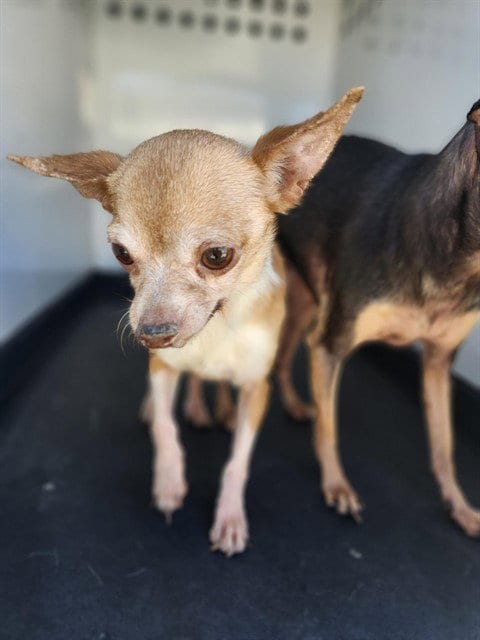 Photo of A171866, adoptable senior Chihuahua in Bakersfield, California