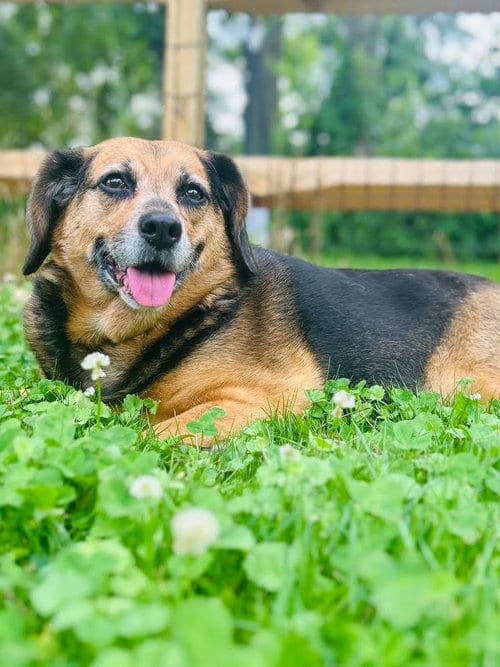Harley, adoptable senior Hound in Elizabethtown, PA