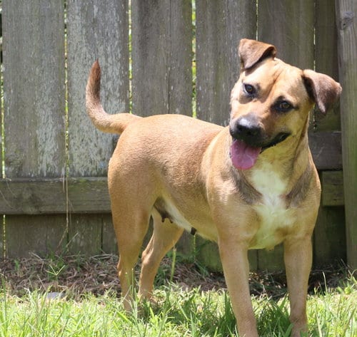 Happy (Reese Cup), adoptable senior Labrador Retriever in Jackson, MS