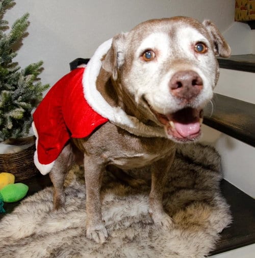 Coco, adoptable senior Labrador Retriever in Dallas, TX