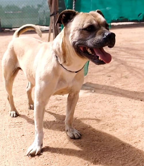 Photo of Diesel, adoptable senior Boxer in Apple Valley, California