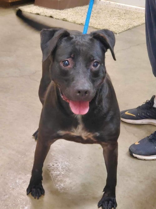 Lola, adoptable senior Labrador Retriever in Amarillo, TX