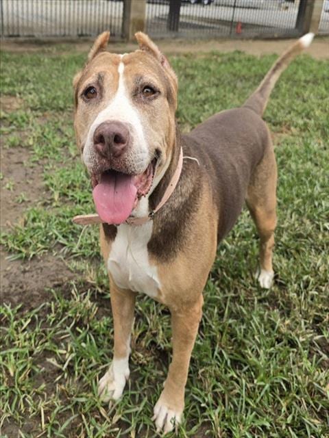 Photo of Sparkle, adoptable senior Pit Bull Terrier in Riverside, California