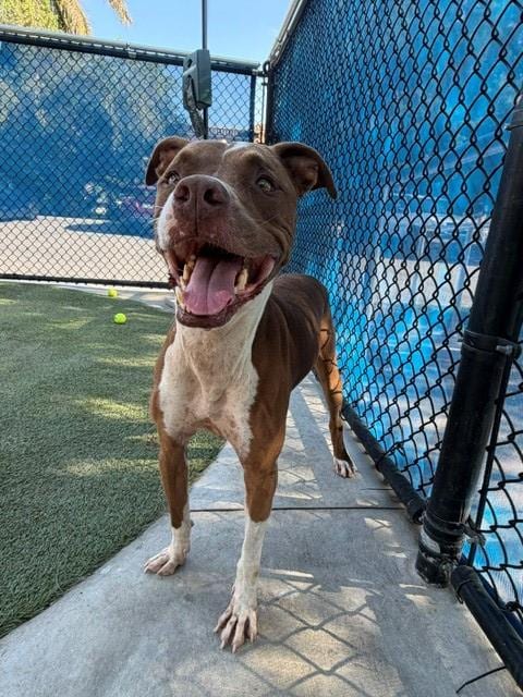 Photo of Kong, adoptable senior Terrier mix in Miami, Florida