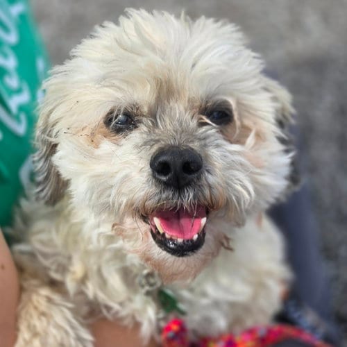 Photo of Benji, adoptable senior Shih Tzu in Normal, Illinois