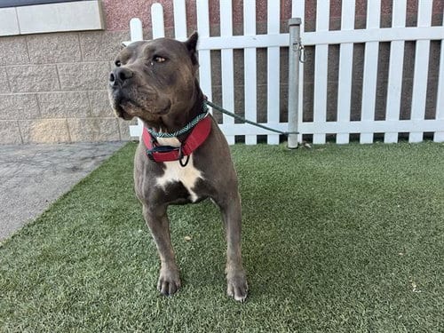 Photo of Bri, adoptable senior Pit Bull Terrier in Modesto, California